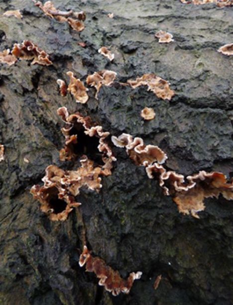 Developing fruiting bodies on English oak in Pishiobury Park, Hertfordshire